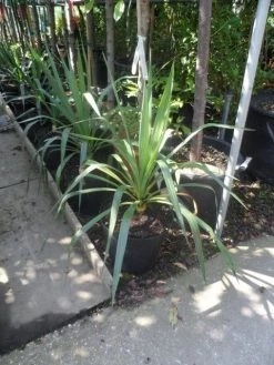 Palmlelie (Yucca Gloriosa) -Groene Wereld yucca gloriosa c7 10