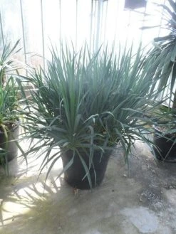 Palmlelie (Yucca Gloriosa) -Groene Wereld yucca gloriosa struikvorm c110