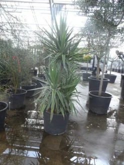 Palmlelie (Yucca Gloriosa 'Variegata') -Groene Wereld yucca gloriosa variegata 175 200 1