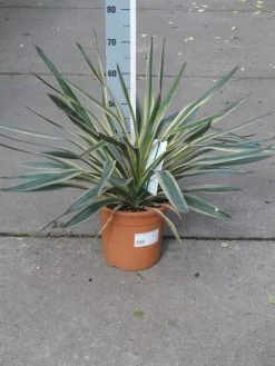 Palmlelie (Yucca Gloriosa 'Variegata') -Groene Wereld yucca gloriosa variegata c10 1