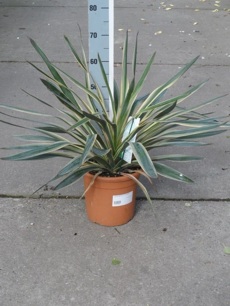 Palmlelie (Yucca Gloriosa 'Variegata') 4 Palmlelie (Yucca Gloriosa 'Variegata') - Afbeelding 2