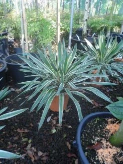 Palmlelie (Yucca Gloriosa 'Variegata') -Groene Wereld yucca gloriosa variegatum c10 1