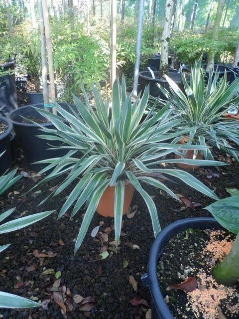Palmlelie (Yucca Gloriosa 'Variegata') 7 Palmlelie (Yucca Gloriosa 'Variegata') - Afbeelding 5