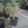 Palmlelie (Yucca Rostrata) -Groene Wereld yucca rostrata 70stam c70 1