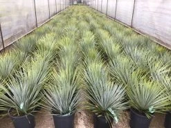 Palmlelie (Yucca Rostrata) -Groene Wereld yuccarostratac10a 1