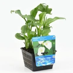Moerasaronskelk (Zantedeschia Aethiopica) 13 Moerasaronskelk (Zantedeschia Aethiopica) -Groene Wereld zantedeschia aethiopica 18x18 20180510101125 m 13460