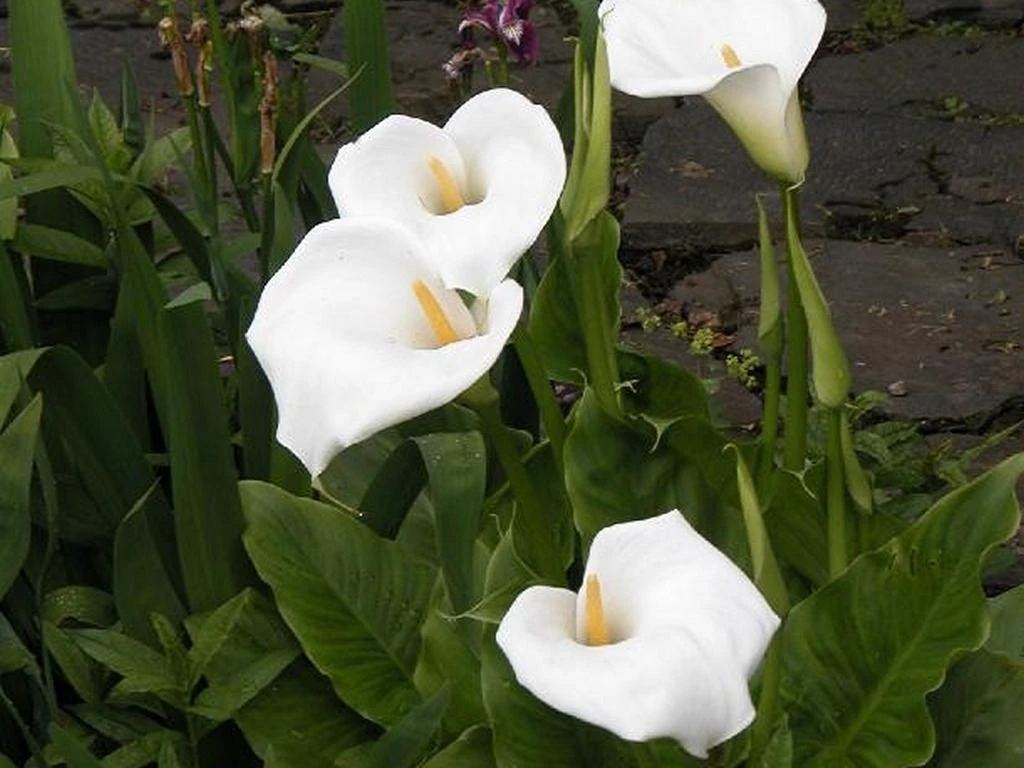 Moerasaronskelk (Zantedeschia Aethiopica) 3 Moerasaronskelk (Zantedeschia Aethiopica)