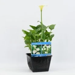 Moerasaronskelk (Zantedeschia Aethiopica) 12 Moerasaronskelk (Zantedeschia Aethiopica) -Groene Wereld zantedeschia aethiopica 28x28 20180412193859 m 13695