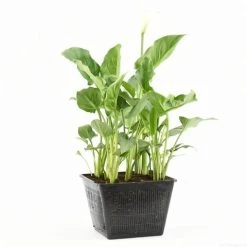 Moerasaronskelk (Zantedeschia Aethiopica) 16 Moerasaronskelk (Zantedeschia Aethiopica) -Groene Wereld zantedeschia aethiopica s e 13695 p28