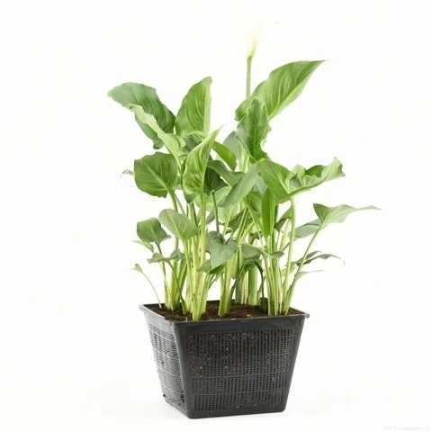 Moerasaronskelk (Zantedeschia Aethiopica) 9 Moerasaronskelk (Zantedeschia Aethiopica) - Afbeelding 7