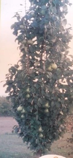 Zuil-peer (Pyrus Communis 'Obelisk') 7 Zuil-peer (Pyrus Communis 'Obelisk') -Groene Wereld zuil peer pyrus communis obelisk pyrus communis obelisk c8d 2 1